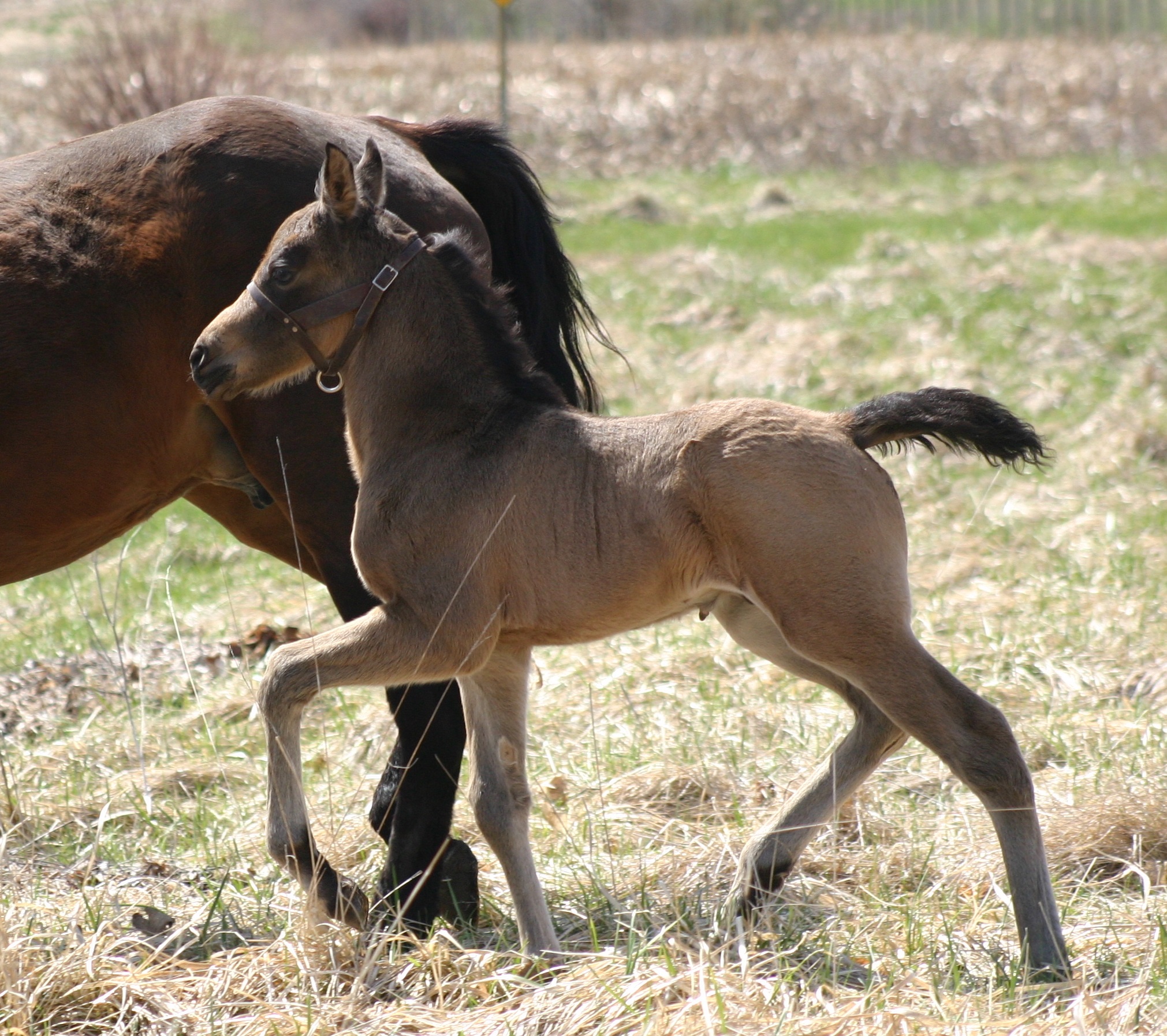 Expat Morgans leading sport stud farm in Europe